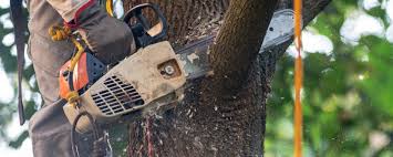 Reliable Surfside Beach, SC Tree Services Solutions
